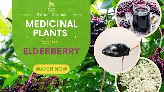🌿 "Elderberry: Nature's Super Remedy! 🌟 Discover Its Healing Power Today!"
