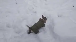 ПОЗДРАВЛЯЮ ВСЕХ С НАСТУПАЮЩИМ НОВЫМ 2022 ГОДОМ !!!🎉🎊💥