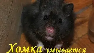 Hamster washes