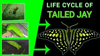 LIFE CYCLE OF TAILED JAY BUTTERFLY 🦋🦋 | GRAPHIUM AGAMEMNON | #butterfly