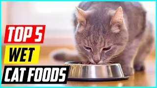 5 Best Wet Cat Foods for 2024