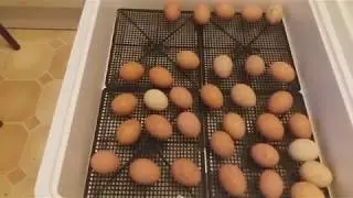 Цыплята. 4-я часть. 19-й день инкубации куриных яиц.