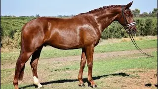 Prospect: Weebee Over Fences