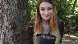 A Guide to Foraging For Acorns