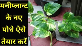 Money Plant || New Plant propagation || मनीप्लान्ट के नए पौधे ऐसे तैयार करें।