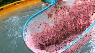 GUM IN OUR POOL! | Sam & Nia