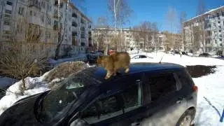 Кошка на крыше авто
