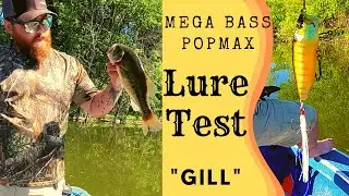MEGABASS POPMAX Popper // Lure Test! // Color 