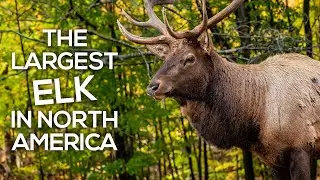 The Largest Elk in America: The Roosevelt Elk | Conservation Success Stories