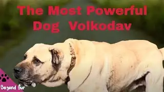 The Most Powerful Dog in the World-North Caucasian Volkodav