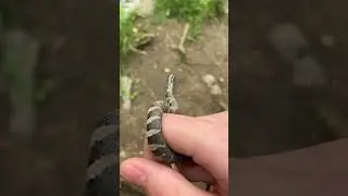Baby Northern Watersnake 🐍 #snake