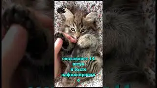 14 Котят. #котик #киса #собака #пёсик #уход #факты #интересно #умнее #это_надо #пригодится