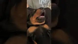 The heaviest sleeper🤣 #doberman #dog #puppy