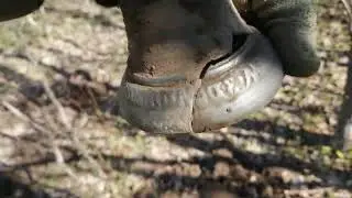 колокольчик