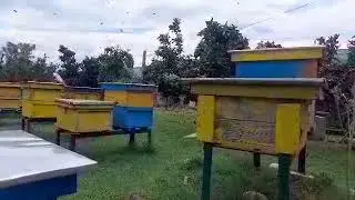 Kosheret e Bleteve