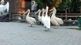 Пиликанчики))