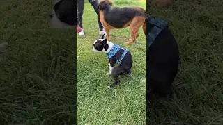 Perro solo 🐶🥲 #bostonterrier #tendencias #dog