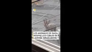 ISRAËL ACCUSÉ DE CRIME CONTRE LES ANIMAUX