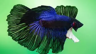12 types of Beautiful Betta Fish for your Home