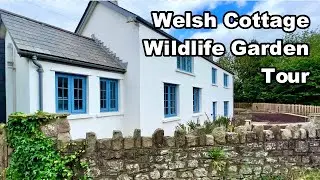 I Built A Wildlife Garden in Wales 🏴󠁧󠁢󠁷󠁬󠁳󠁿