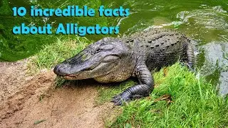 🐊10 incredible facts about Alligators🐊