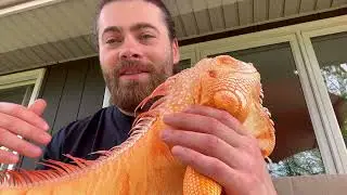 Iguanas are SOOO stupid…