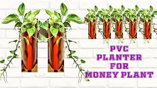 PVC Pipe Planter| Creative Idea for Money Plant