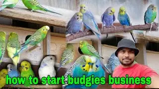 budgies bird breeding business | how to start bird business | bird breeding business at home