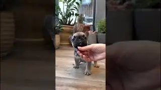 Французский бульдог