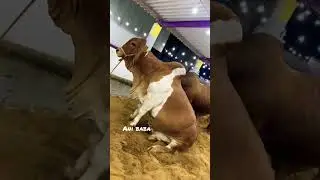 New style bachraa 😂 fibbi collection new branded #bakraeid2023 #cowmandi #eid #mandi #mandikadewana