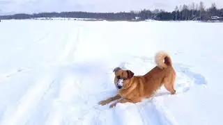 ПРОГУЛКА ПО ЛЬДУ РЕКИ ЗИМОЙ В ДЕРЕВНЕ