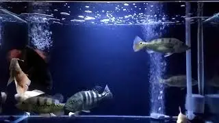 Peacock bass tankmate