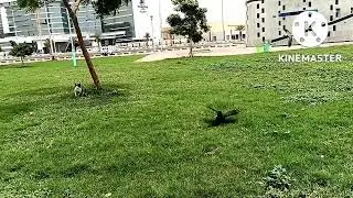 Birds in Saudi Arabia | Black Birds in Saudi Arabia | Seagulls in Saudi Arabia | Feeding Birds