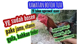 cara rawat ayam versi botoh tua,