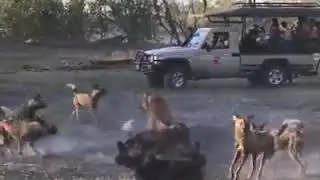 OMG ...!one loin was attack by wild dogs