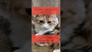 А как котики празднуют новый год? Ответы в комментариях #цитаты #кот