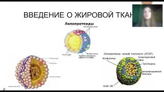 3   «Патофизиологические особенности нарушения жирового обмена».