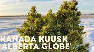 Kanada kuusk - Alberta Globe 4K