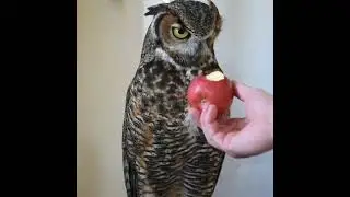 eating something.     #viral#shortsvideo