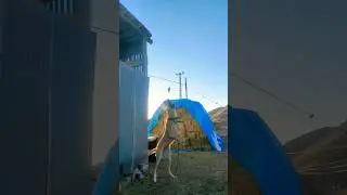 Bölük Yemegini Havada Kapıyor! #köpek #çobanköpeği #dogshorts #animals #dog #kangal #Erzurum #narman