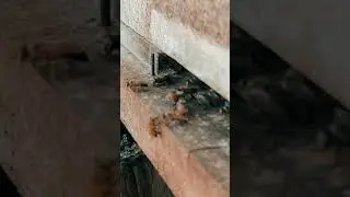 🐝 🐝 🐝 🐝 #srilanka #kuwait #funtime