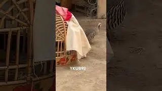 Кабки Шикори 2023