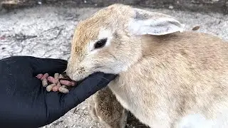 Friendly wild rabbits will eat pellets out of your hand!