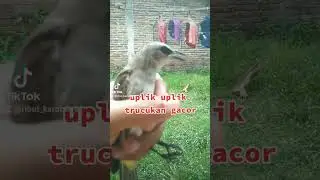 pancingan uplik uplik trucukan gacor 
