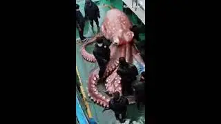 Join and Subscribe Huge Octopus