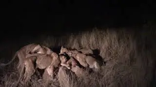 Pride of lions and giraffe calf