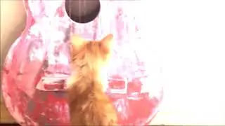 Играю на гитаре Рыжик аккомпанирует.