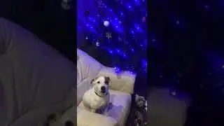 Джек Рассел - поет Чако. Талантище!!!))))
