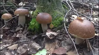 Белые грибы в бабье лето.