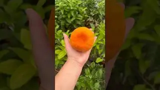 The world's largest tangerine 🍊 King